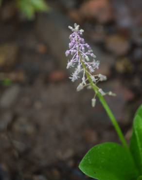 Fotografia 3 da espécie Drimia indica no Jardim Botânico UTAD