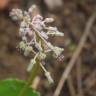 Fotografia 5 da espécie Drimia indica do Jardim Botânico UTAD