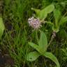 Fotografia 6 da espécie Drimia indica do Jardim Botânico UTAD