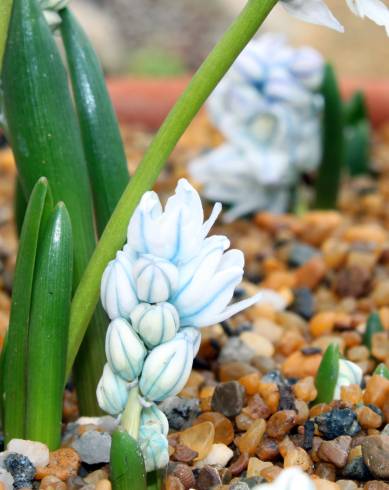 Fotografia de capa Puschkinia scilloides - do Jardim Botânico