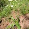 Fotografia 5 da espécie Oziroe arida do Jardim Botânico UTAD