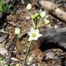 Fotografia 6 da espécie Oziroe arida do Jardim Botânico UTAD