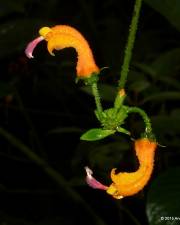 Fotografia da espécie Centropogon baezanus