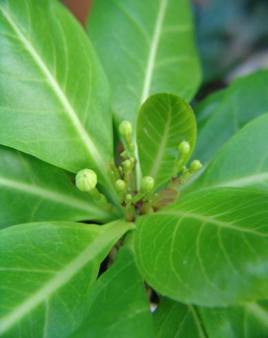 Fotografia de capa Brighamia insignis - do Jardim Botânico