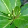 Fotografia 1 da espécie Brighamia insignis do Jardim Botânico UTAD