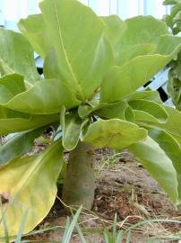 Fotografia da espécie Brighamia insignis