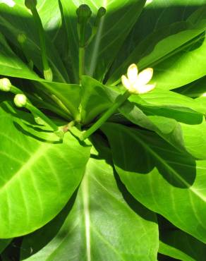 Fotografia 3 da espécie Brighamia insignis no Jardim Botânico UTAD