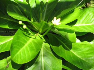 Fotografia da espécie Brighamia insignis