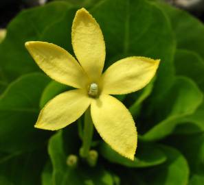 Fotografia da espécie Brighamia insignis