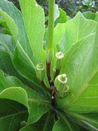 Fotografia da espécie Brighamia insignis