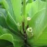 Fotografia 6 da espécie Brighamia insignis do Jardim Botânico UTAD