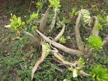 Fotografia da espécie Brighamia insignis