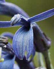 Lobelia hypoleuca