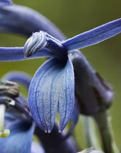 Fotografia de capa Lobelia hypoleuca - do Jardim Botânico