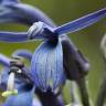 Fotografia 1 da espécie Lobelia hypoleuca do Jardim Botânico UTAD