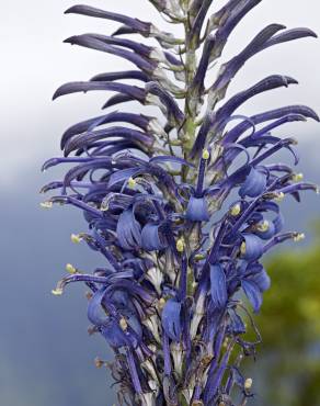 Fotografia 5 da espécie Lobelia hypoleuca no Jardim Botânico UTAD