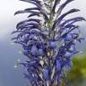 Fotografia 5 da espécie Lobelia hypoleuca do Jardim Botânico UTAD