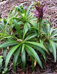 Lobelia niihauensis