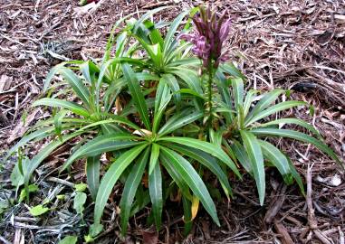 Fotografia da espécie Lobelia niihauensis