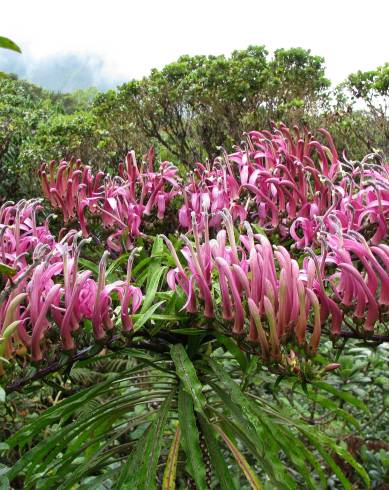 Fotografia de capa Trematolobelia macrostachys - do Jardim Botânico