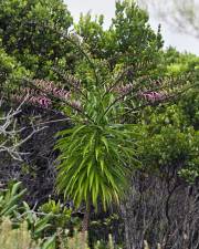 Fotografia da espécie Trematolobelia kauaiensis