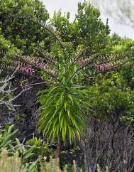 Trematolobelia kauaiensis