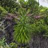 Fotografia 1 da espécie Trematolobelia kauaiensis do Jardim Botânico UTAD