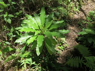 Fotografia da espécie Cyanea angustifolia