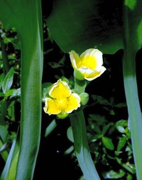 Fotografia 1 da espécie Damasonium alisma no Jardim Botânico UTAD