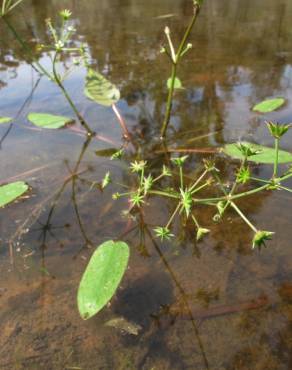 Fotografia 1 da espécie Damasonium minus no Jardim Botânico UTAD