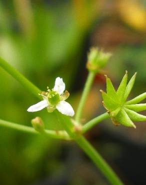 Fotografia 4 da espécie Damasonium minus no Jardim Botânico UTAD