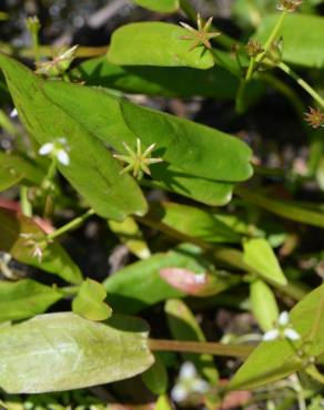 Fotografia 5 da espécie Damasonium minus no Jardim Botânico UTAD