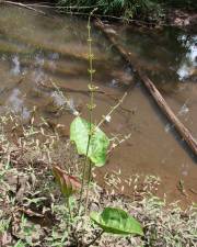 Fotografia da espécie Echinodorus macrophyllus