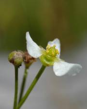 Fotografia da espécie Helanthium tenellum