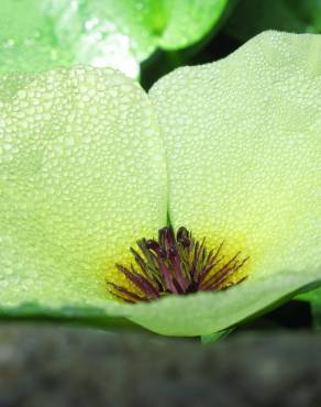 Fotografia 4 da espécie Hydrocleys nymphoides no Jardim Botânico UTAD