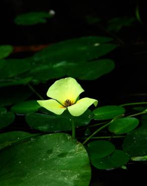 Fotografia 5 da espécie Hydrocleys nymphoides no Jardim Botânico UTAD