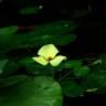 Fotografia 5 da espécie Hydrocleys nymphoides do Jardim Botânico UTAD