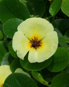Fotografia 6 da espécie Hydrocleys nymphoides no Jardim Botânico UTAD