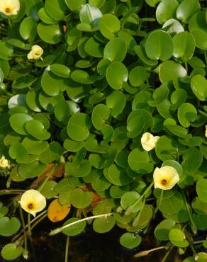 Fotografia 8 da espécie Hydrocleys nymphoides no Jardim Botânico UTAD