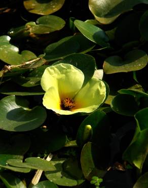 Fotografia 9 da espécie Hydrocleys nymphoides no Jardim Botânico UTAD