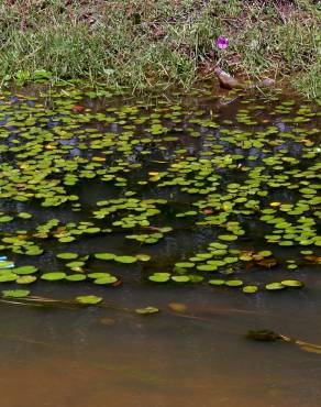 Fotografia 10 da espécie Hydrocleys nymphoides no Jardim Botânico UTAD