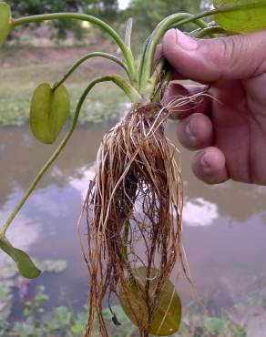 Fotografia 11 da espécie Hydrocleys nymphoides no Jardim Botânico UTAD