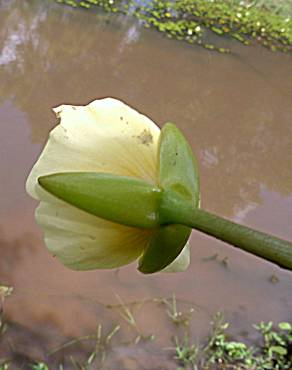 Fotografia 12 da espécie Hydrocleys nymphoides no Jardim Botânico UTAD