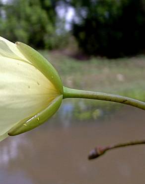 Fotografia 14 da espécie Hydrocleys nymphoides no Jardim Botânico UTAD