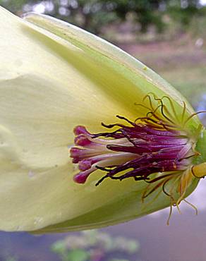 Fotografia 16 da espécie Hydrocleys nymphoides no Jardim Botânico UTAD
