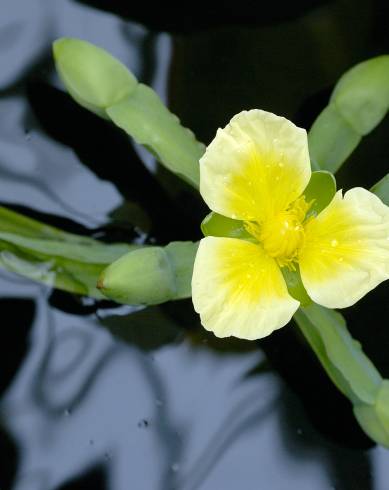 Fotografia de capa Limnocharis flava - do Jardim Botânico