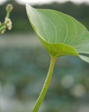 Fotografia da espécie Limnophyton obtusifolium