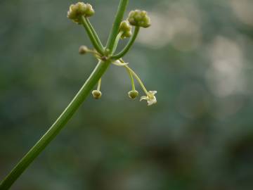 Fotografia da espécie Limnophyton obtusifolium
