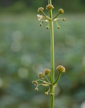 Fotografia 4 da espécie Limnophyton obtusifolium no Jardim Botânico UTAD