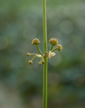 Fotografia 7 da espécie Limnophyton obtusifolium no Jardim Botânico UTAD